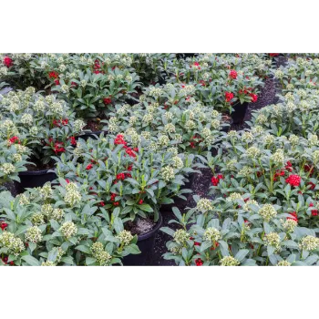 Chrysanthemum Plant